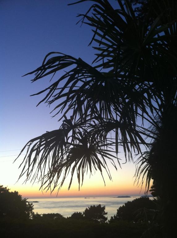 a palm tree with the sunset in the background at Hôtel Les Costans, The Originals Relais in Perros-Guirec