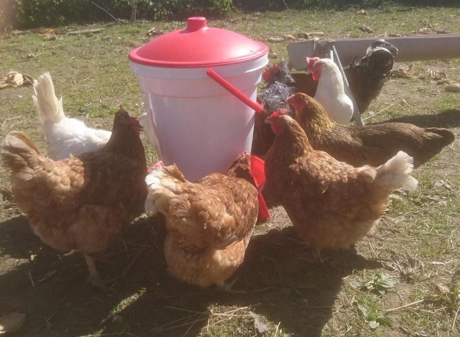 Zvířata v apartmánu nebo okolí