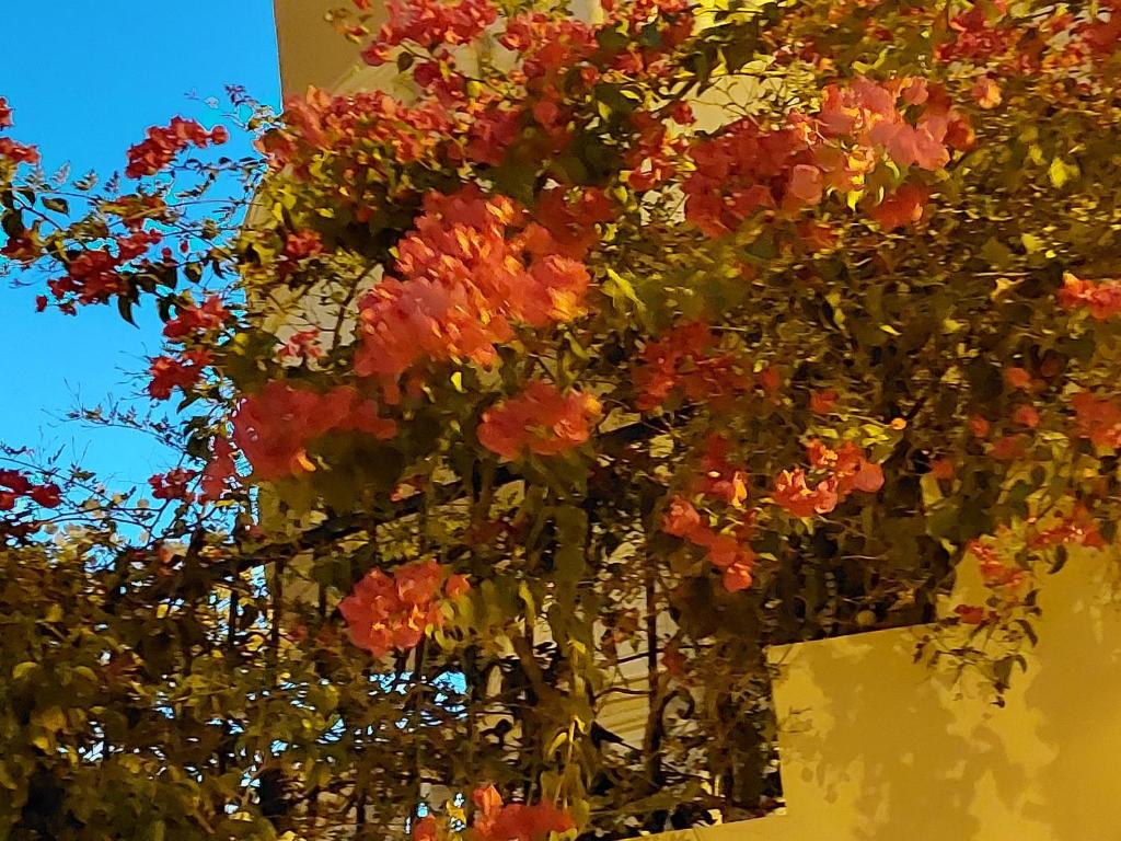 a bunch of flowers hanging from a building at فيلا انور يسن ابو كليلة in Zāwiyat al Habbābīyah