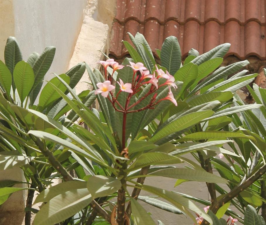 Casa La Victoria - 11