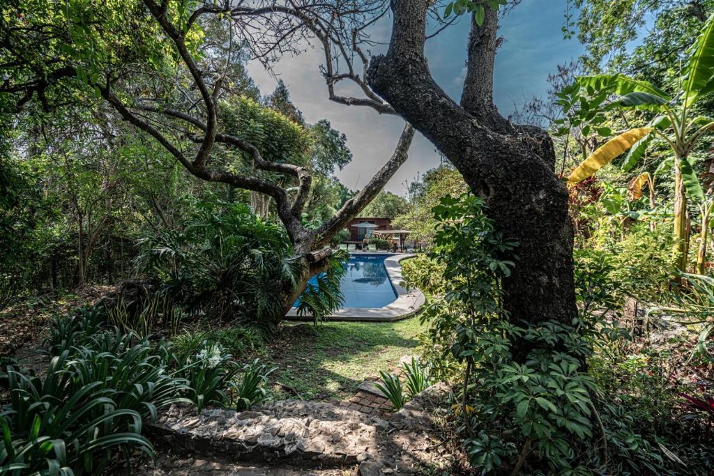 une piscine dans un jardin avec un arbre dans l'établissement Canto de Aves, à Malinalco
