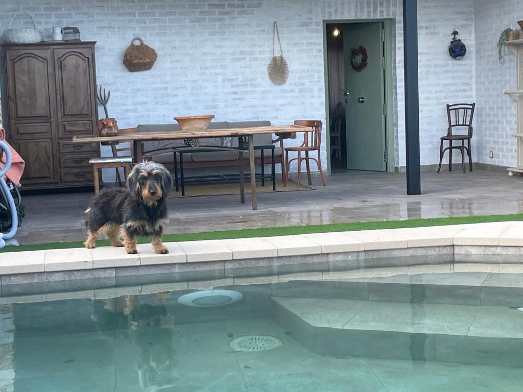 a dog standing next to a pool of water at Aura Rural, Montes de Toledo in San Pablo de los Montes
