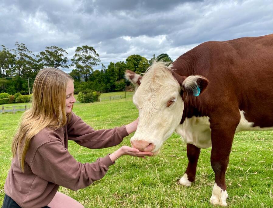 una mujer acariciando una vaca blanca y marrón en un campo en 100 acres of mountain paradise all to yourself, en Berry