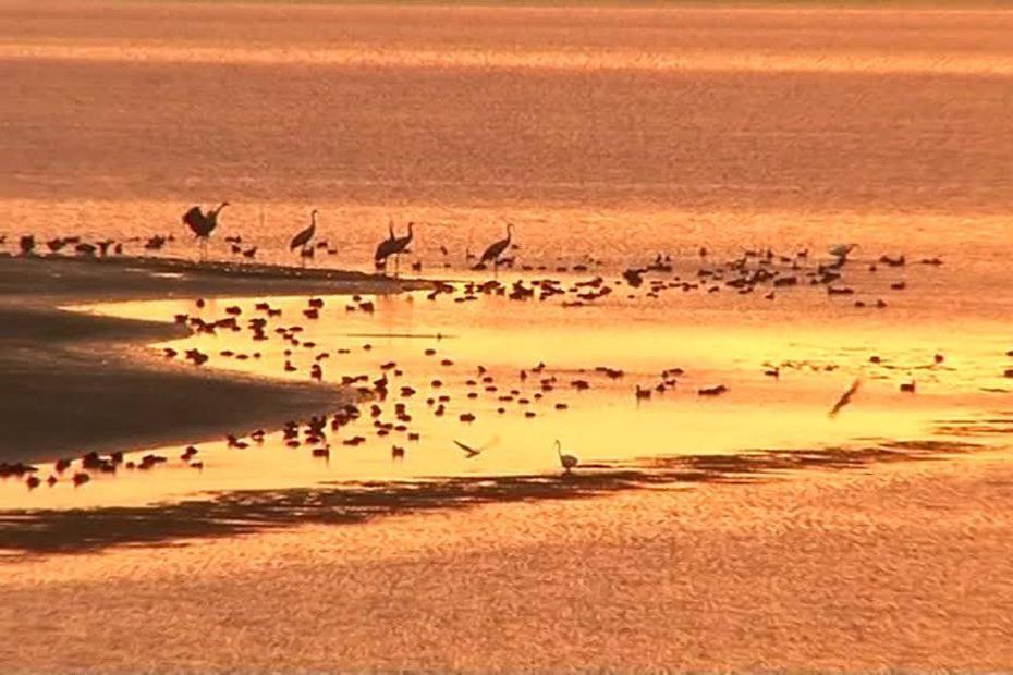 una bandada de aves de pie en la playa en Appt spacieux et lumineux pour 6 pers en Giffaumont