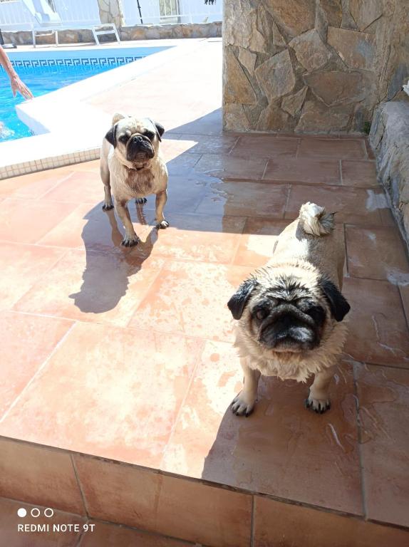 Domácí mazlíčci ubytovaní s hosty v ubytování Apartment Costa Blanca