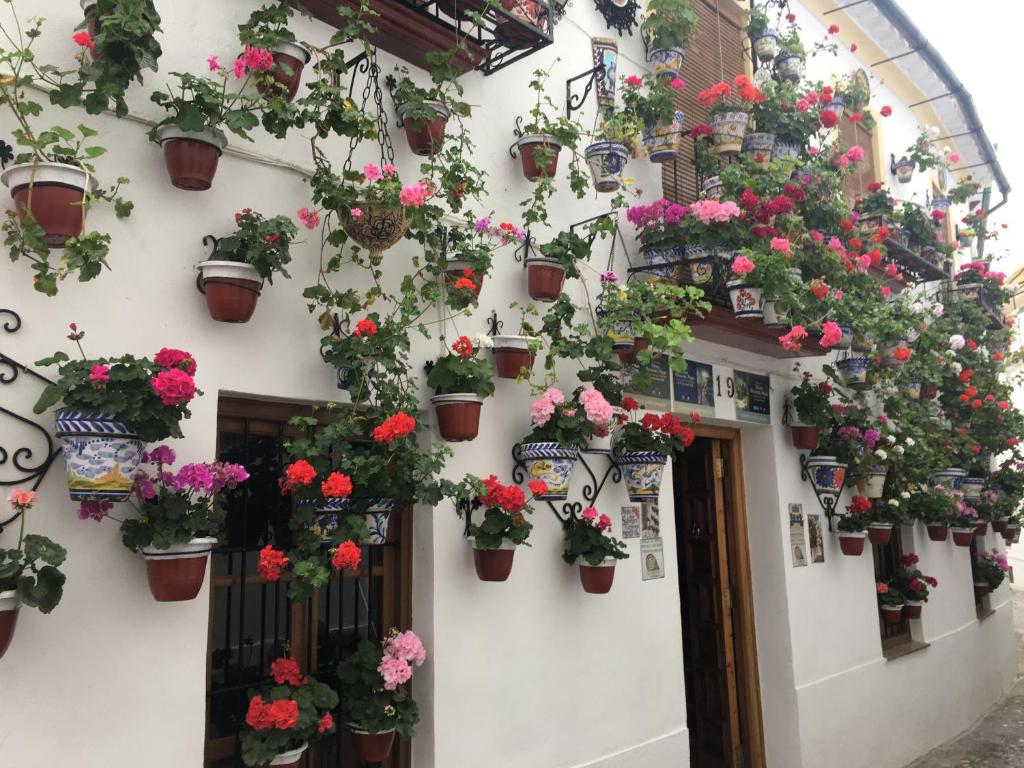 Vonkajšia záhrada v ubytovaní Casa Terraza Judería