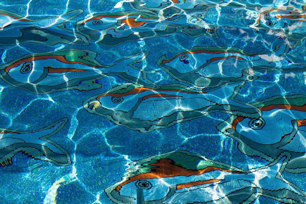 a group of fish swimming in a pool at Anassa in Polis Chrysochous
