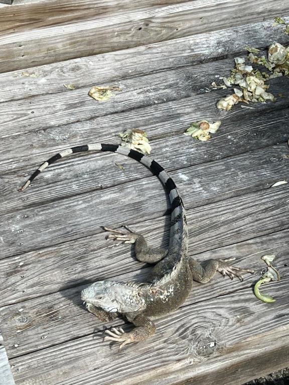 Animales en el departamento o alrededores