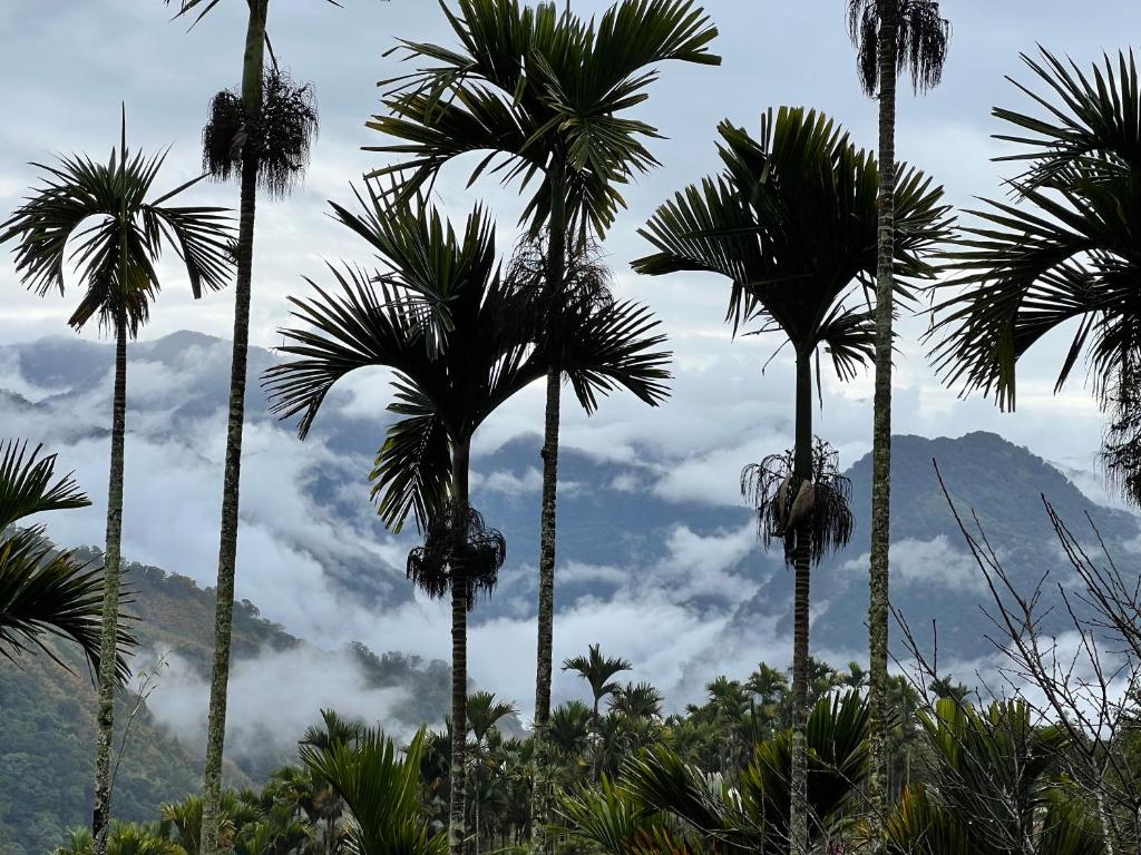 a group of palm trees in front of a mountain at Zhong Ming Ju Taoyi Fang in Fanlu