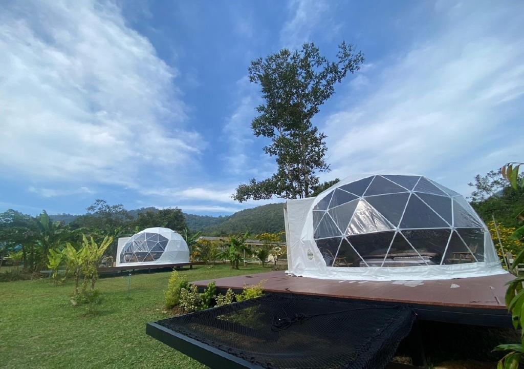 two domed tents in a field with a tree at Cosy Garden Khao Sok in Khao Sok