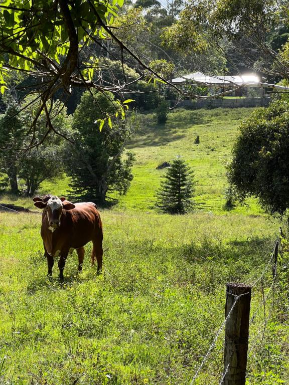 Una vaca marrón parada en un campo de hierba en Berghofen, en Mount Tamborine