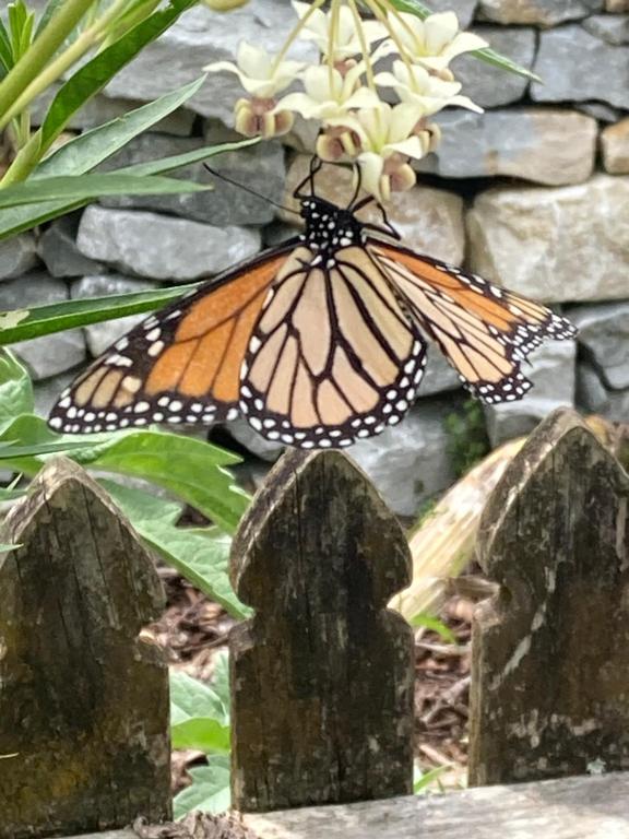 Flowerhaven - glamping dome - Resim 19