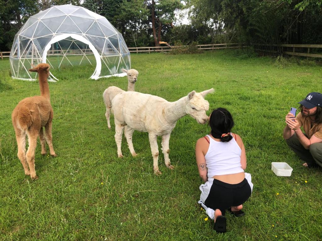 Zvířata v luxury tent nebo okolí