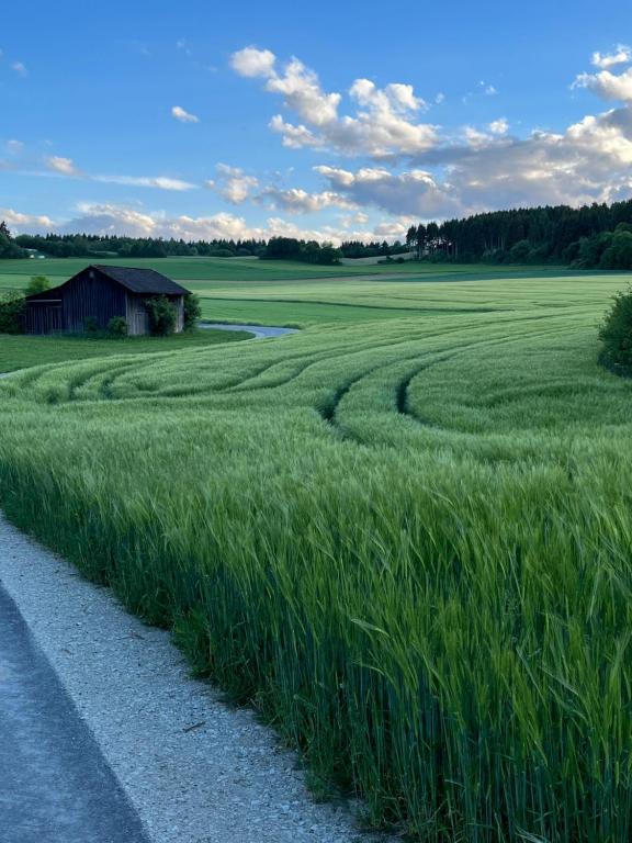 een groot grasveld naast een weg bij Ferienwohnung Naturpark Schwarzwald in Löffingen