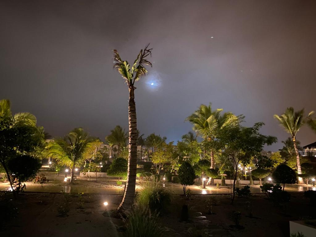 eine Palme in einem Park in der Nacht in der Unterkunft Marlyn Paradys in Salalah