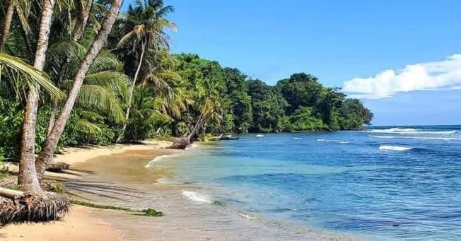 a beach with palm trees and the ocean at Hotel Tierra Verde Bed and Breakfast in Bocas del Toro