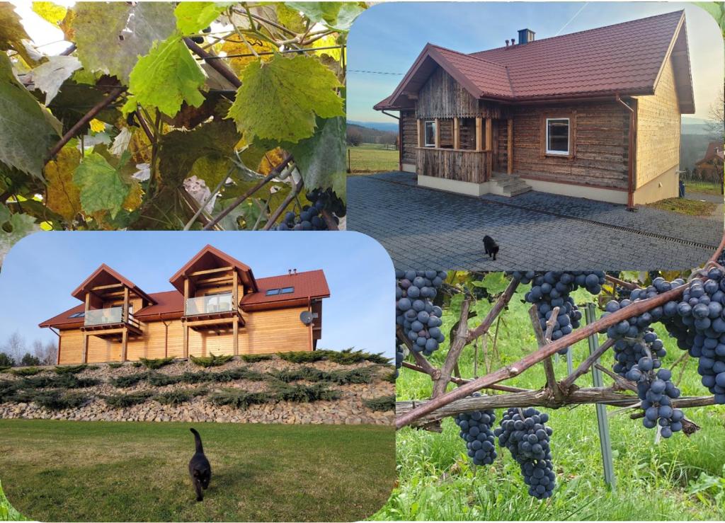 un collage di foto di una casa e di uva di Fantastic View Vineyard Beskid Mountains a Gruszów