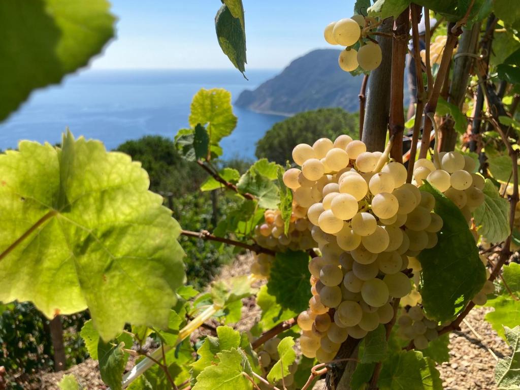 een bos druiven op een wijnstok met de oceaan op de achtergrond bij Villa Pietrafiore in Monterosso al Mare