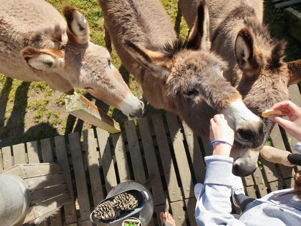a person feeding a group of deer at a zoo at Camping de la ferme aux ânesses, Mobil Home Câline in Bressuire