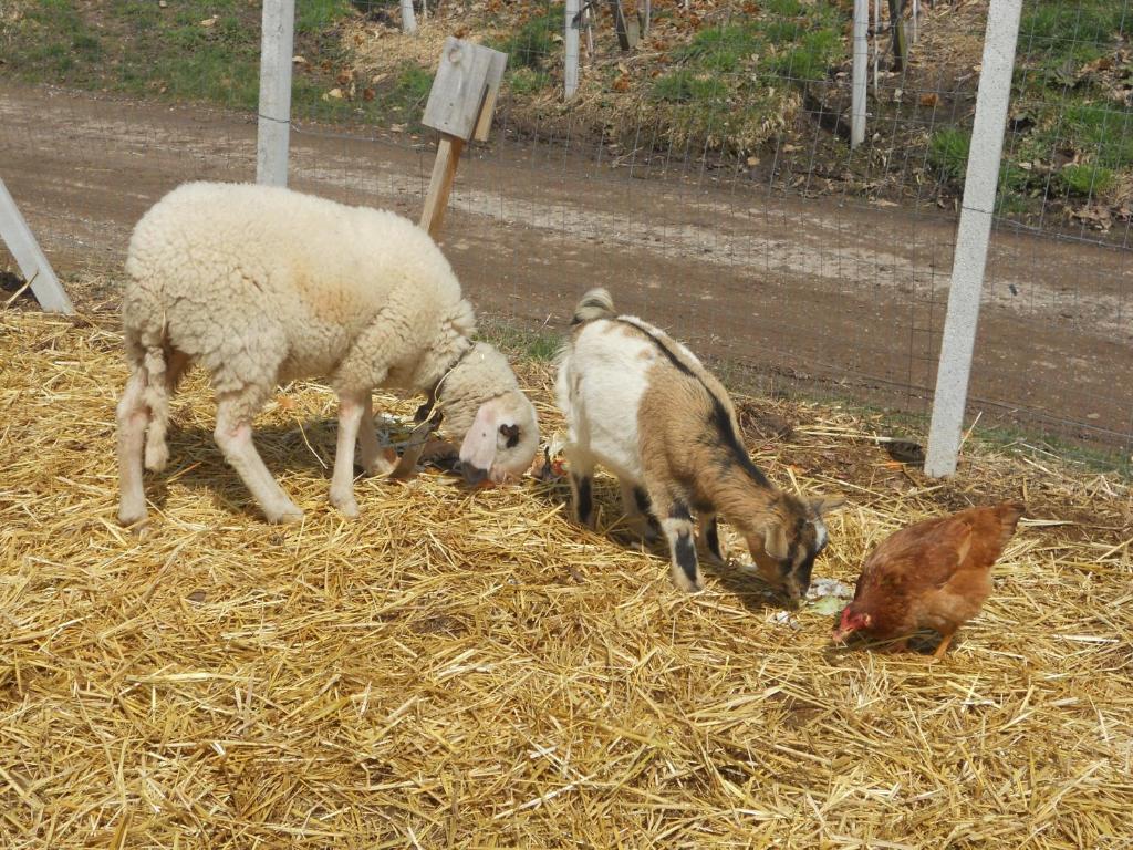 Zvieratá na farme alebo blízkom okolí