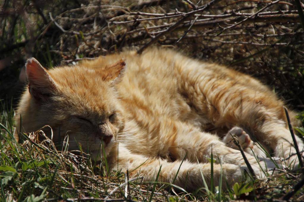 an orange cat laying in the grass with its eyes closed at Sonnleit'n Zimmer 7 in Abtenau