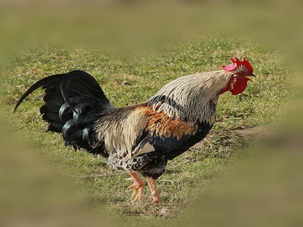Zvířata v penzionu – hostince nebo okolí
