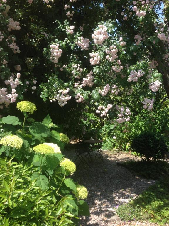 a bush with pink flowers in a garden at Logis Saint-Léonard in Honfleur