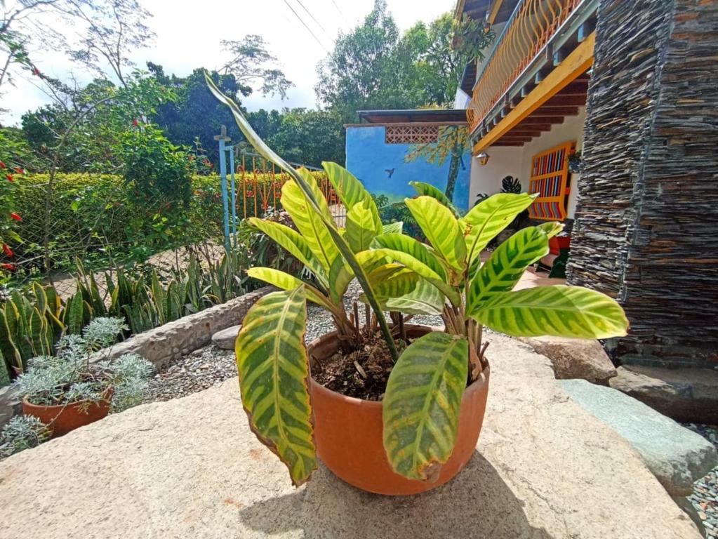 Zahrada ubytování Casa de las Rocas Hostel