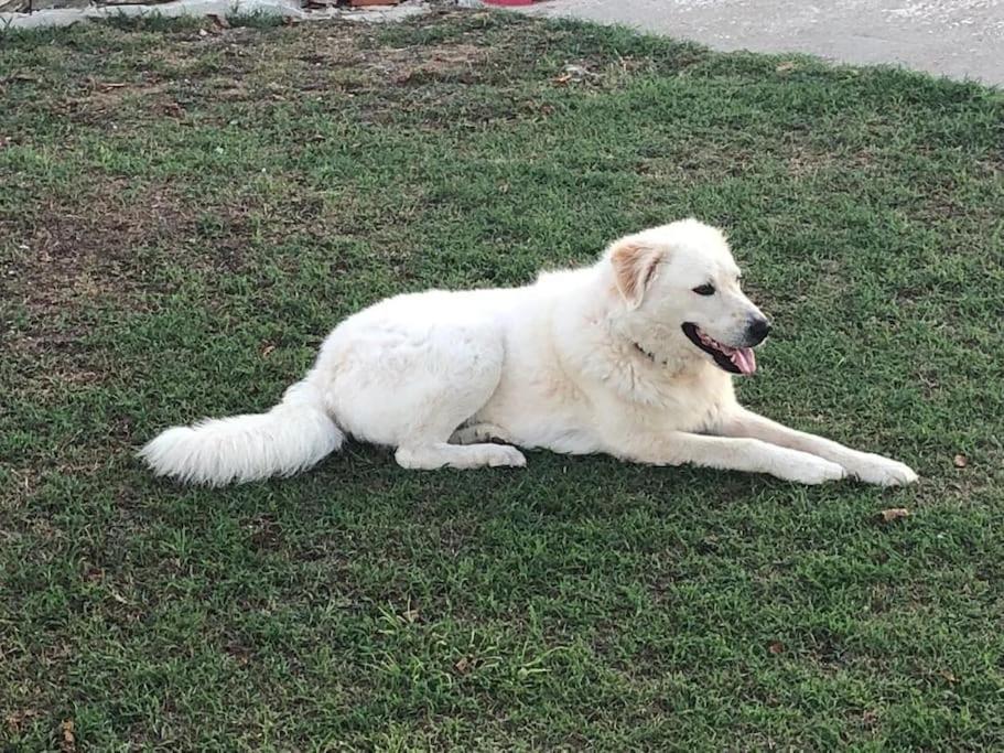 Pet ou pets ficando com hóspedes em Villetta a schiera nei pressi del mare