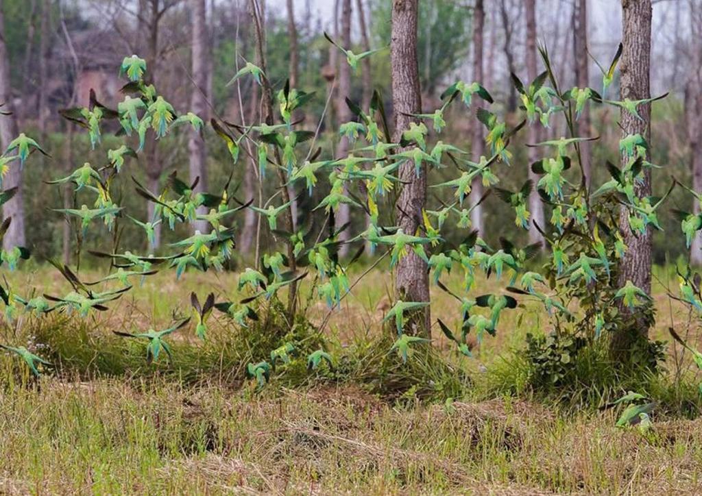 a tree with green leaves in a forest at Jaagir Manor, Dudhwa - IHCL SeleQtions in Paliā Kalān