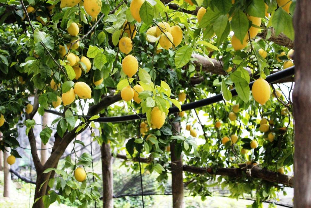 un montón de naranjas colgando de un árbol en Poggio Angelarosa: Lemon Garden Stay&Relax en Scala