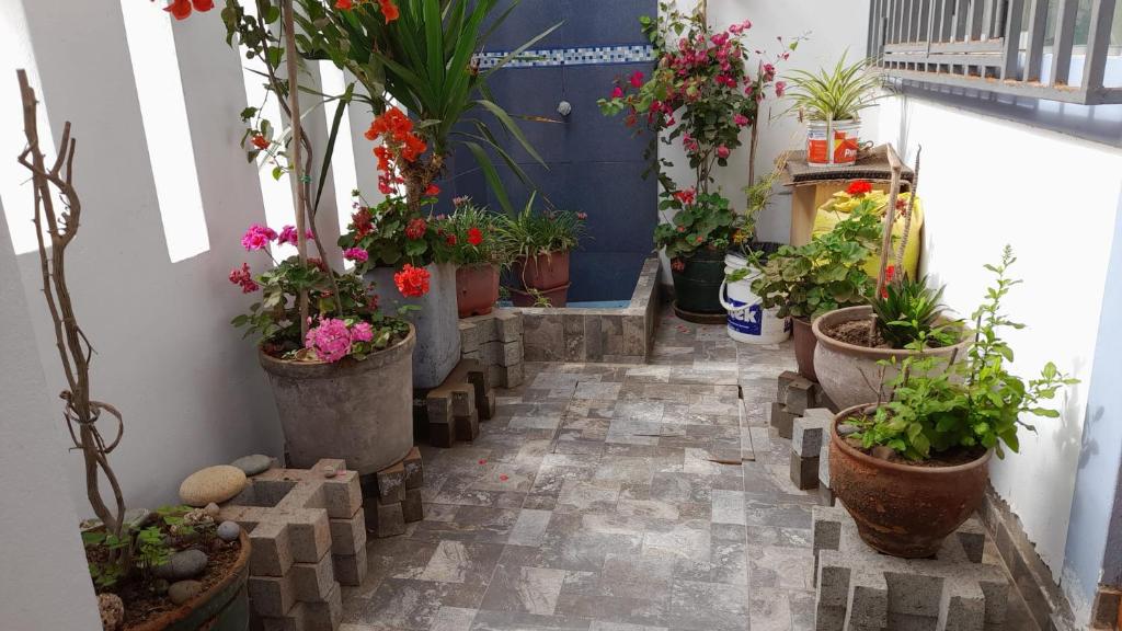 un couloir rempli de plantes en pot et de fleurs dans l'établissement IntiPunku, à Cerro Azul
