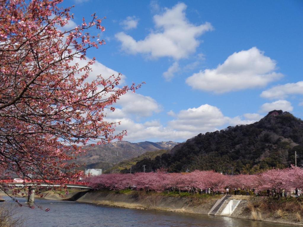 a river with pink cherry trees and a bridge at Villa House Hisago - Vacation STAY 03175v in Kawazu