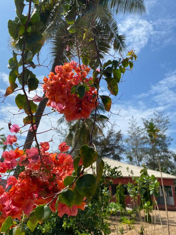 un albero con fiori rossi di fronte a una casa di CDAC Elijah - Espace Culturel a Ouidah