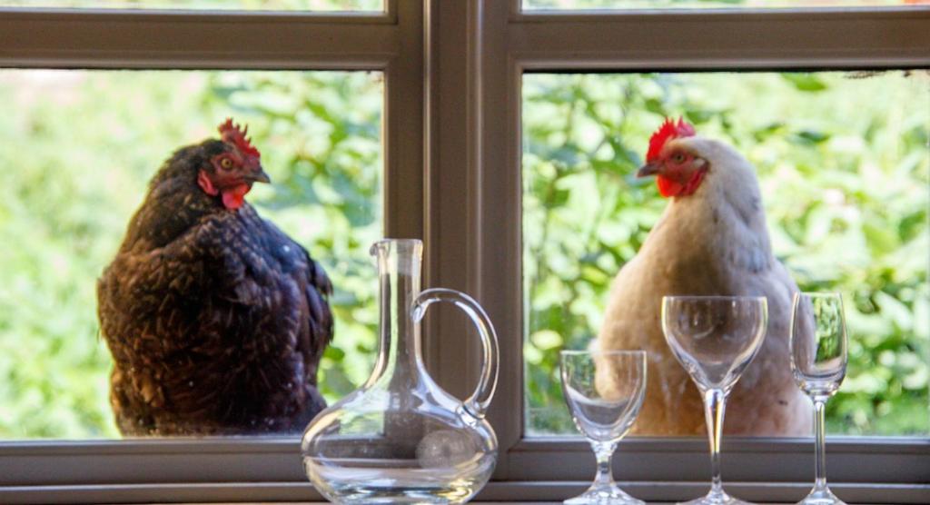 two chickens sitting on a window sill with wine glasses at Lindenhof ChezArtistes in Loose