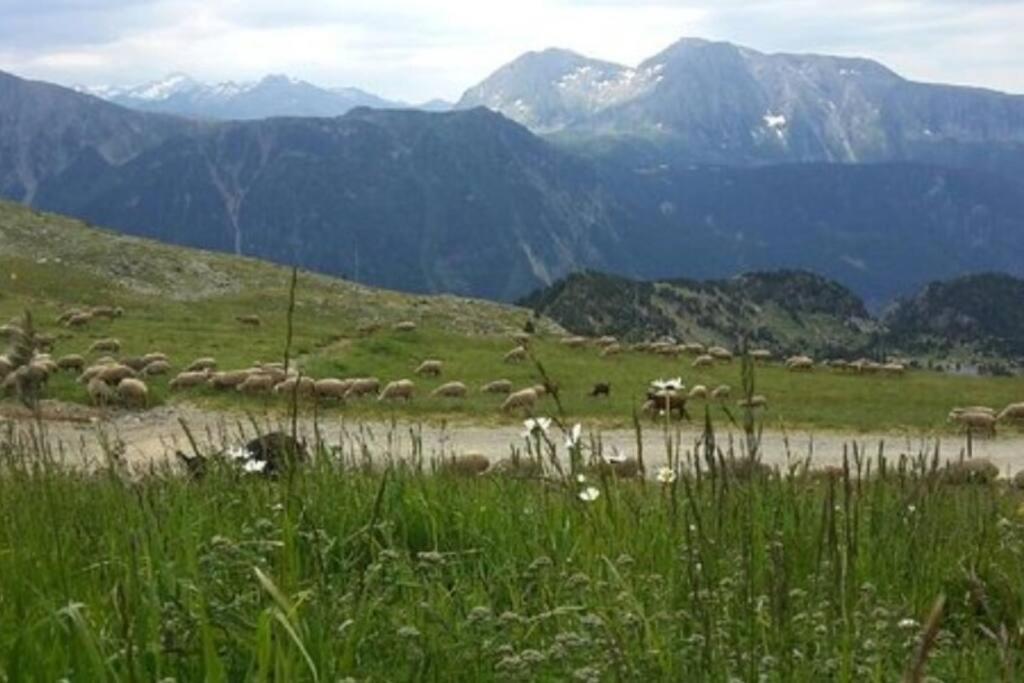 a herd of sheep grazing in a field with mountains at Charmant T2 proche des pistes superbe vue in Chamrousse