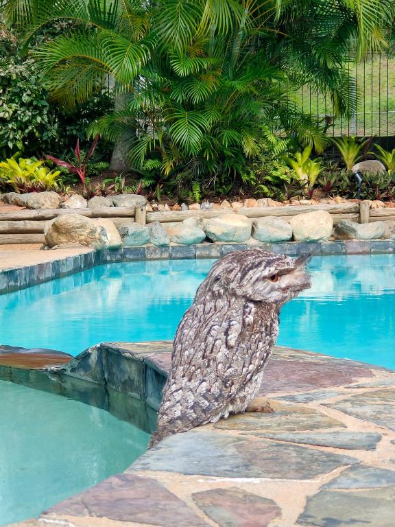 Piscina di Gumnut Glen Cabins o nelle vicinanze
