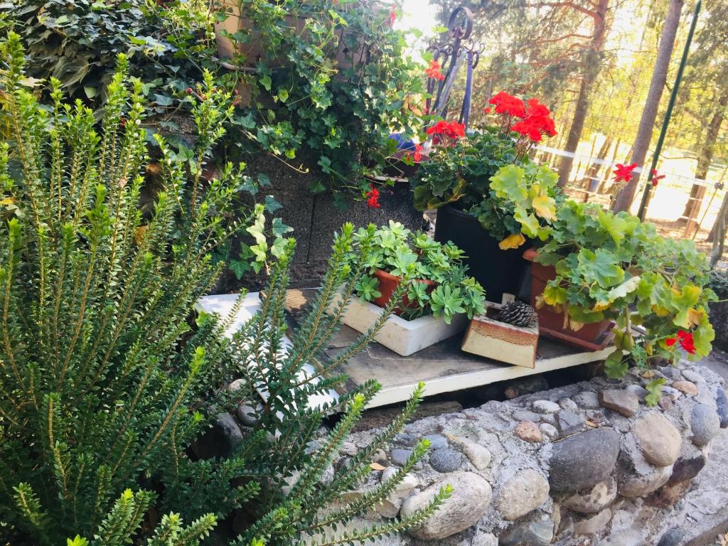 a garden with potted plants on a stone wall at Tiny House - Lake Maggiore -Malpensa Airport - in Varallo Pombia
