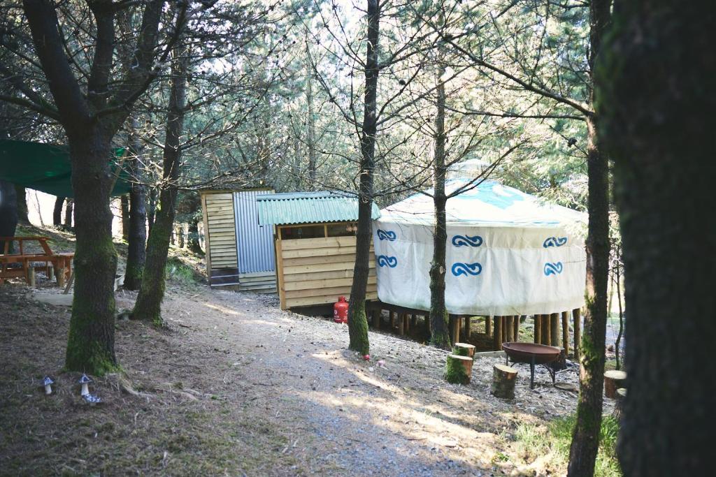 Mushroom Yurt في آبريستويث: خيمة في وسط غابة فيها اشجار