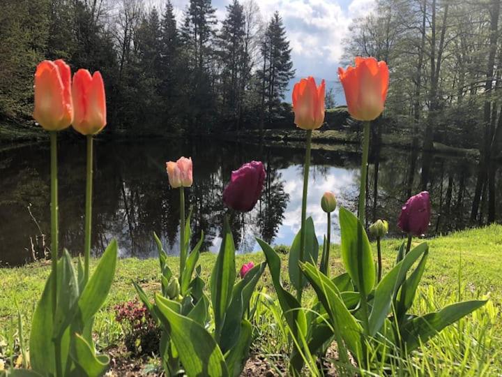 Zahrada ubytování Accomodatie in Villa Werschmatt