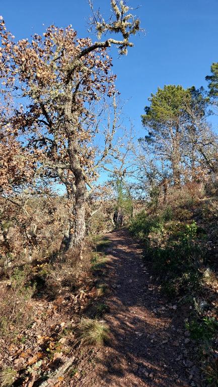 a dirt trail with trees on the side of a hill at LES ROCHES DE BAUDISSET in Saint-Paul-en-Forêt