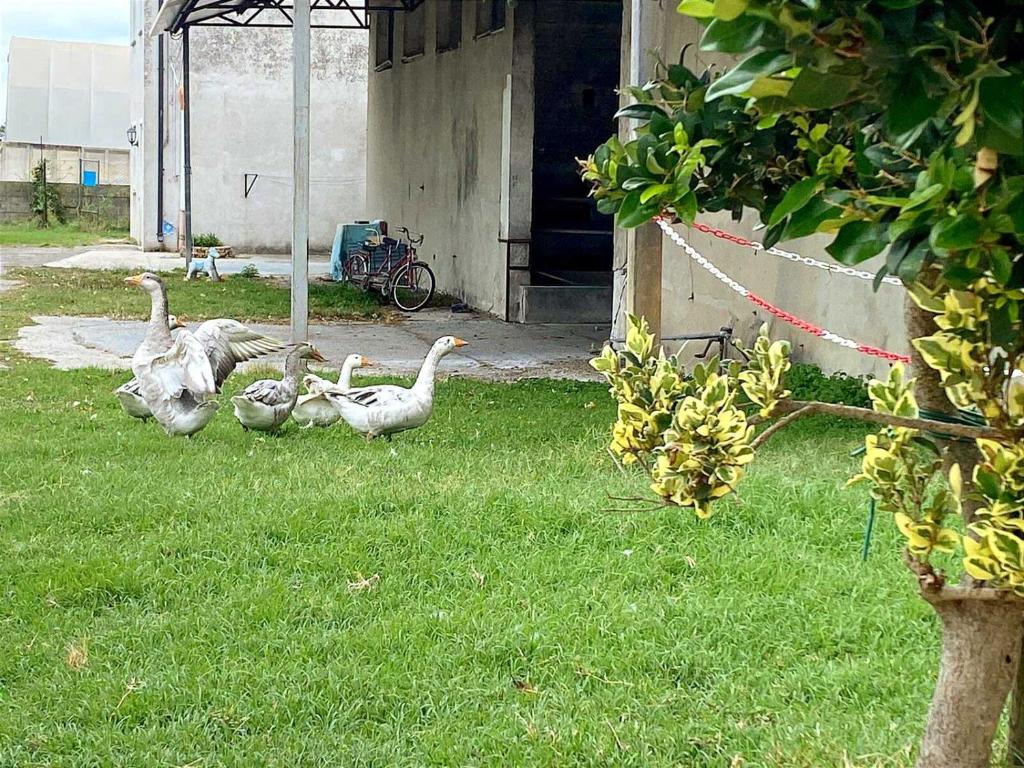 Vonkajšia záhrada v ubytovaní Agriturismo Corte Filippi