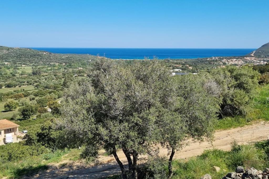 un árbol en una colina con el océano en el fondo en Charmant petit logement à 2 km (2 min) de la plage, en Belgodère