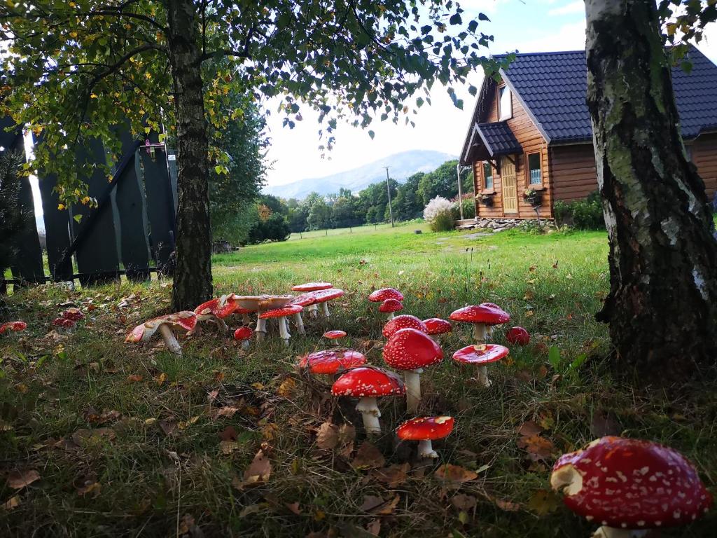 eine Gruppe roter Pilze im Gras neben einem Haus in der Unterkunft Domek na Kamieńcu in Wilkowice