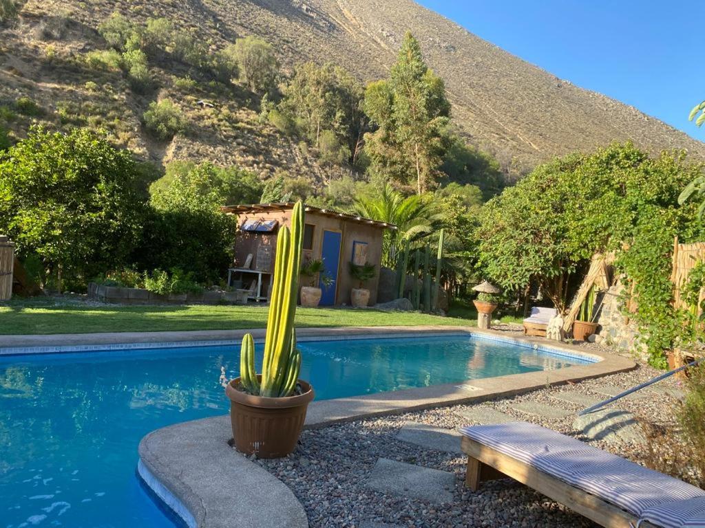 un cactus en una olla junto a una piscina en Casa Amatista Travels, en Vicuña