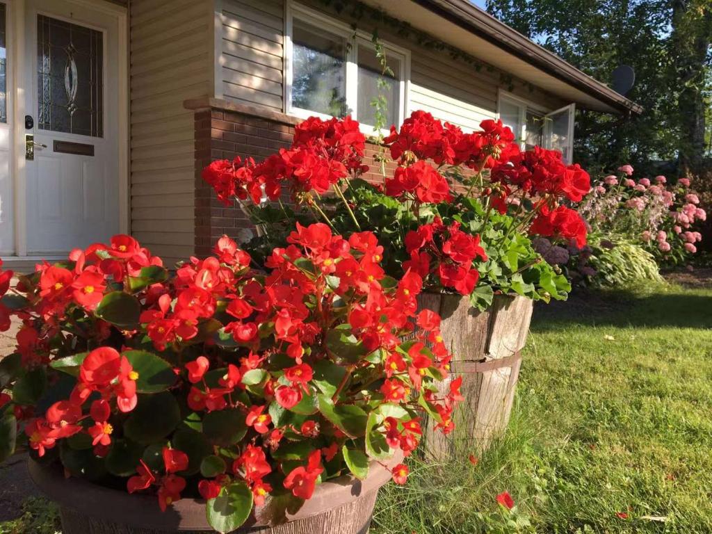 a pot of red flowers in front of a house at Graham Homestay in Ottawa