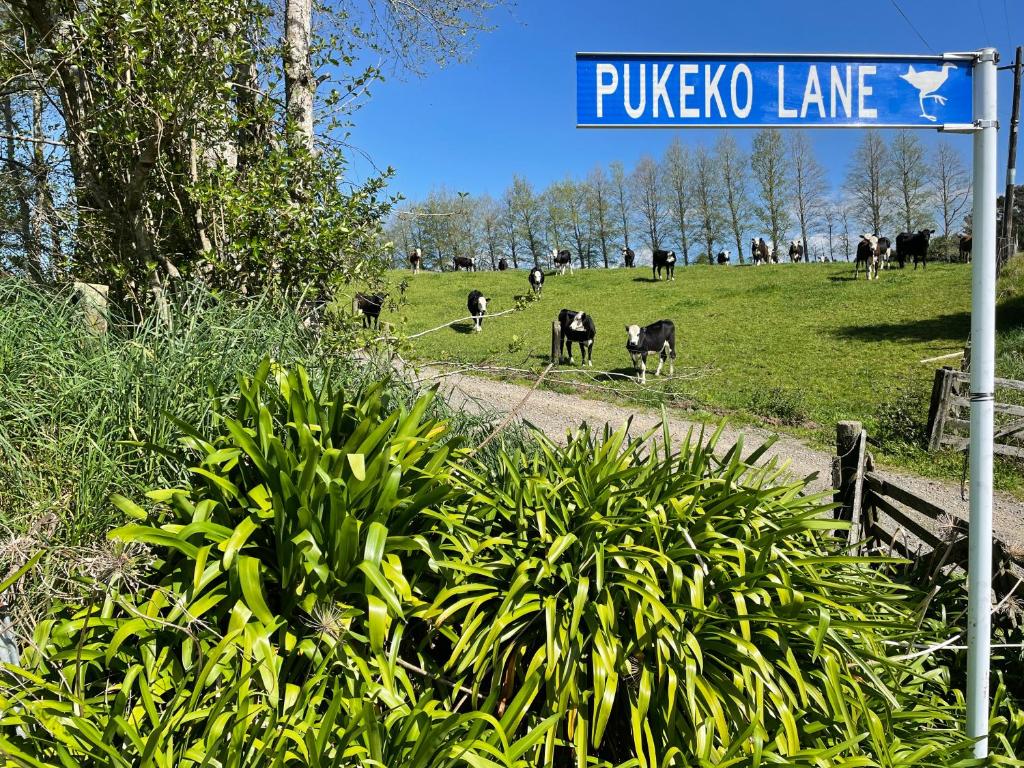 Pukeko Lane - Resim 11