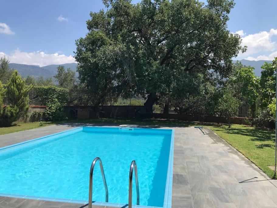 a large swimming pool with a tree in the background at Villa Evelina in Kalamata