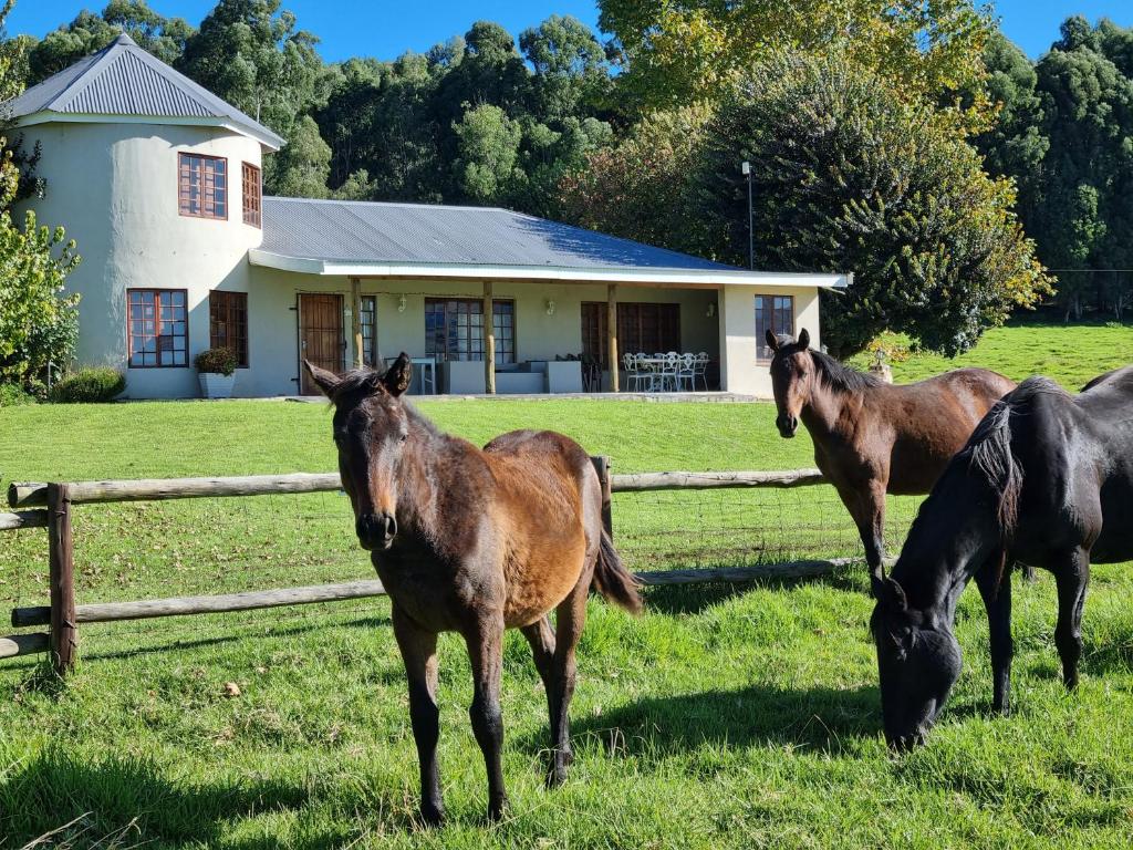 three horses standing in a field in front of a house at Silo Cottage in Underberg