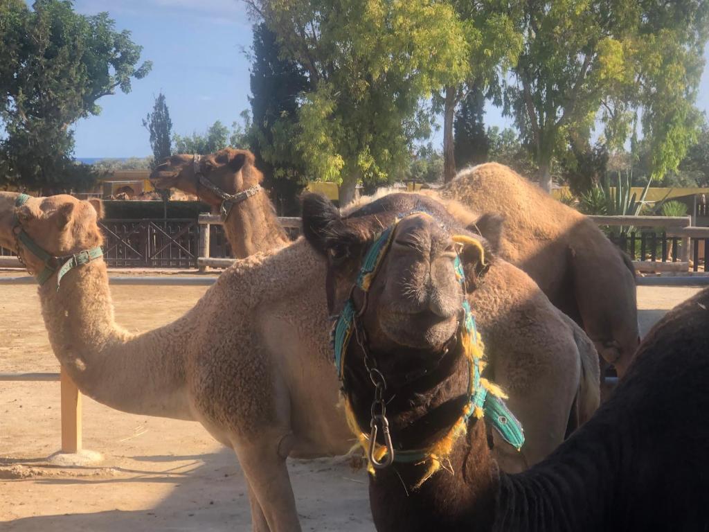 a group of three camel standing next to each other at Mazotos Panoramic Village in Mazotos